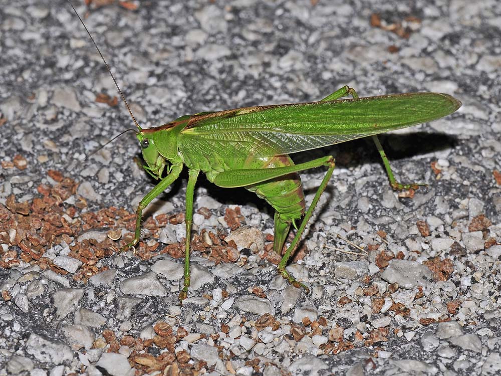 Tettigonia viridissima ed Eupholidoptera chabreri: deposiz.